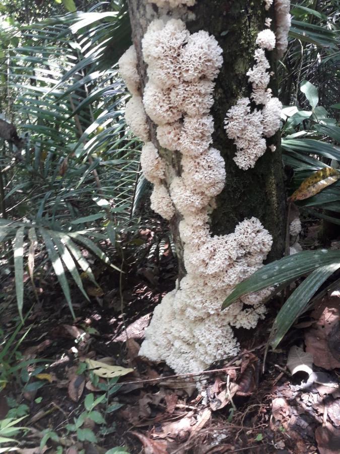 Kasaguadua - Reserva Natural 살렌토 외부 사진